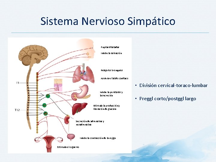 Sistema Nervioso Simpático Pupilas dilatadas Inhibe la salivación Relaja los bronquios Acelera el latido