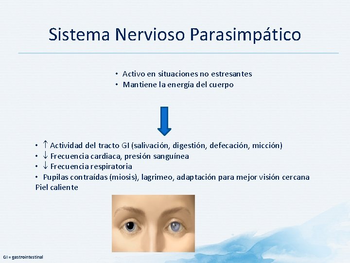 Sistema Nervioso Parasimpático • Activo en situaciones no estresantes • Mantiene la energía del