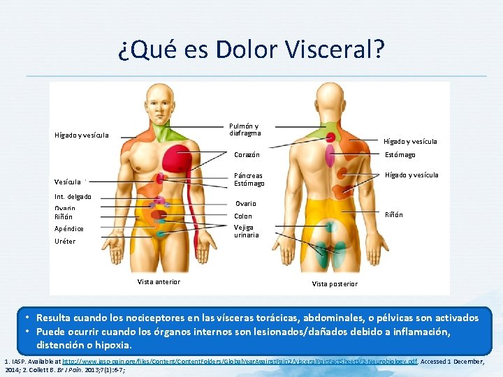 ¿Qué es Dolor Visceral? Pulmón y diafragma Hígado y vesícula Vesícula Int. delgado Hígado