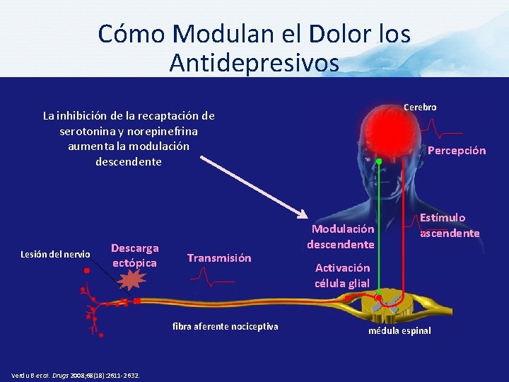 Cómo Modulan el Dolor los Antidepresivos Cerebro La inhibición de la recaptación de serotonina
