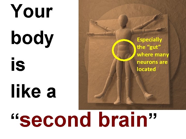 Your body is like a Especially the “gut” where many neurons are located “second