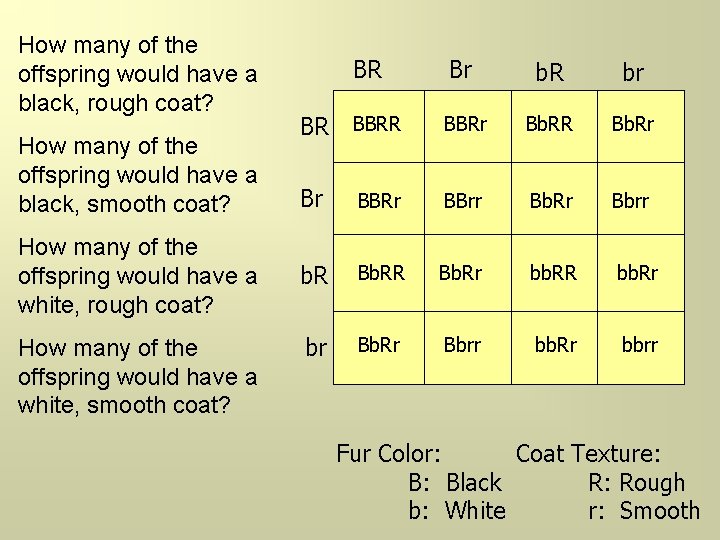How many of the offspring would have a black, rough coat? How many of