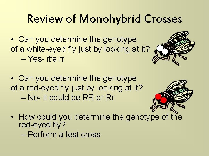 Review of Monohybrid Crosses • Can you determine the genotype of a white-eyed fly