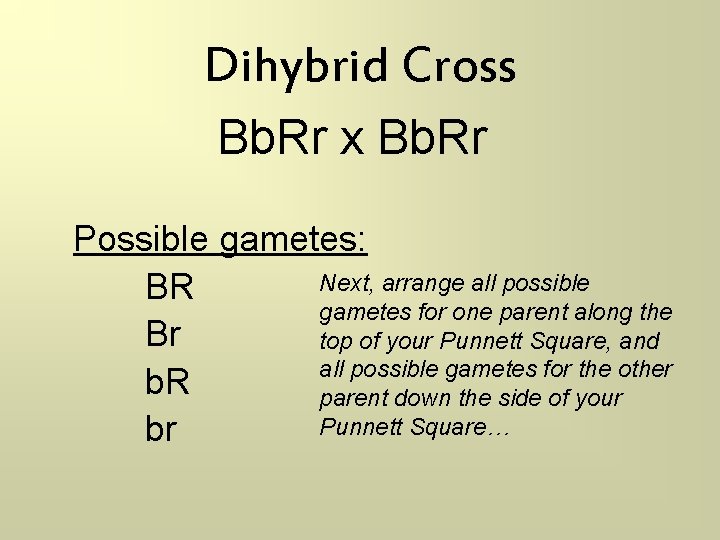 Dihybrid Cross Bb. Rr x Bb. Rr Possible gametes: Next, arrange all possible BR