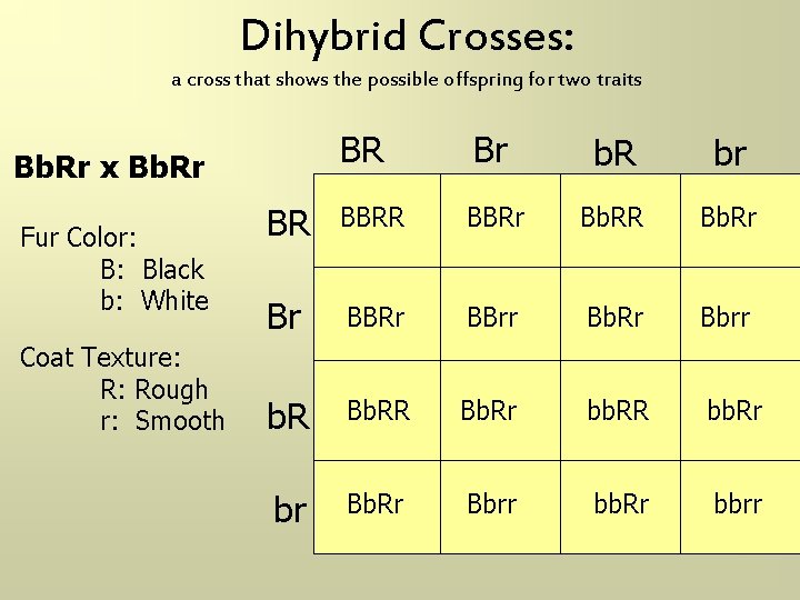 Dihybrid Crosses: a cross that shows the possible offspring for two traits BR Br