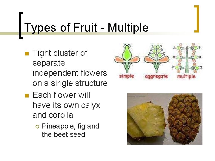 Types of Fruit - Multiple n n Tight cluster of separate, independent flowers on