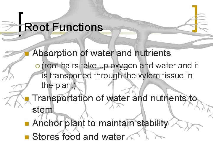 Root Functions n Absorption of water and nutrients ¡ n n n (root hairs