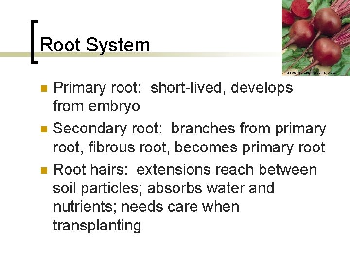 Root System n n n Primary root: short-lived, develops from embryo Secondary root: branches