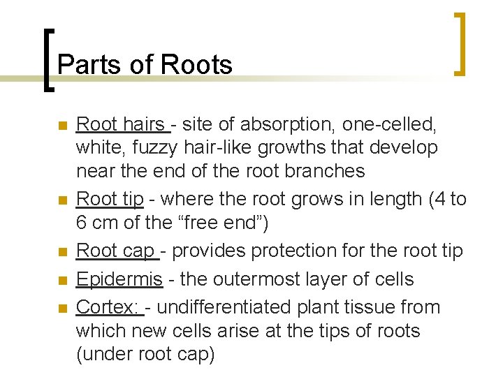 Parts of Roots n n n Root hairs - site of absorption, one-celled, white,