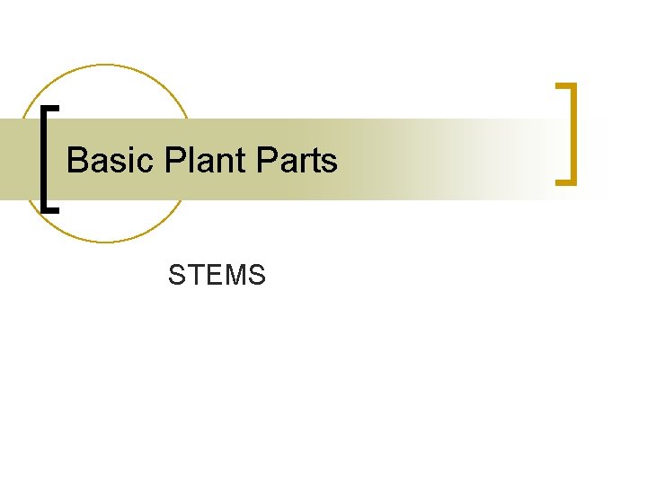 Basic Plant Parts STEMS 