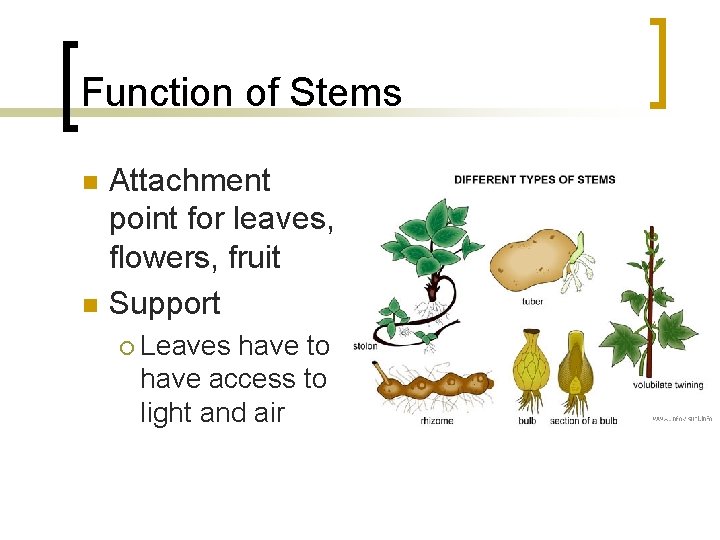 Function of Stems n n Attachment point for leaves, flowers, fruit Support ¡ Leaves