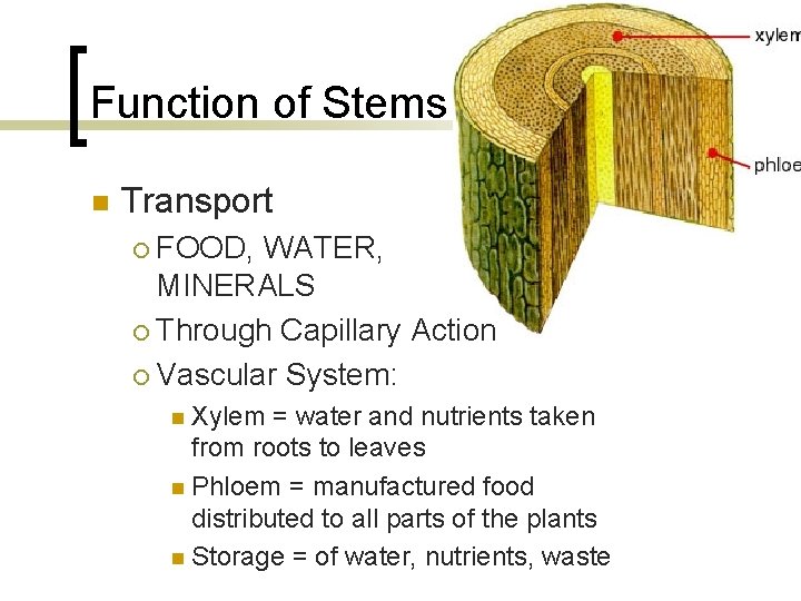 Function of Stems n Transport FOOD, WATER, MINERALS ¡ Through Capillary Action ¡ Vascular