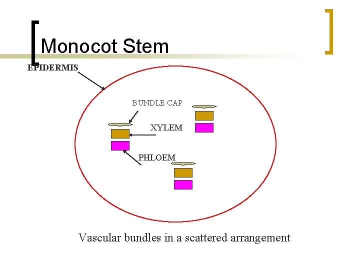 Monocot Stem EPIDERMIS BUNDLE CAP XYLEM PHLOEM Vascular bundles in a scattered arrangement 