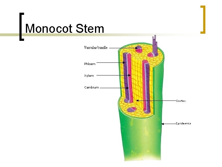 Monocot Stem 