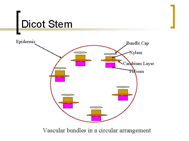 Dicot Stem Epidermis Bundle Cap Xylem Cambium Layer Phloem Vascular bundles in a circular