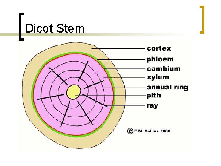 Dicot Stem 