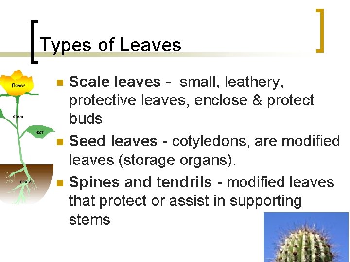 Types of Leaves n n n Scale leaves - small, leathery, protective leaves, enclose