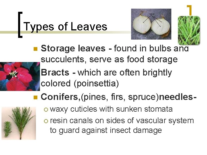 Types of Leaves n n n Storage leaves - found in bulbs and succulents,