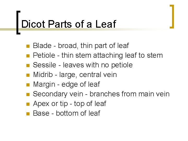 Dicot Parts of a Leaf n n n n Blade - broad, thin part