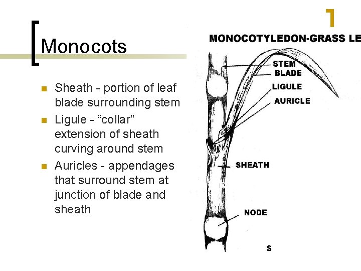 Monocots n n n Sheath - portion of leaf blade surrounding stem Ligule -