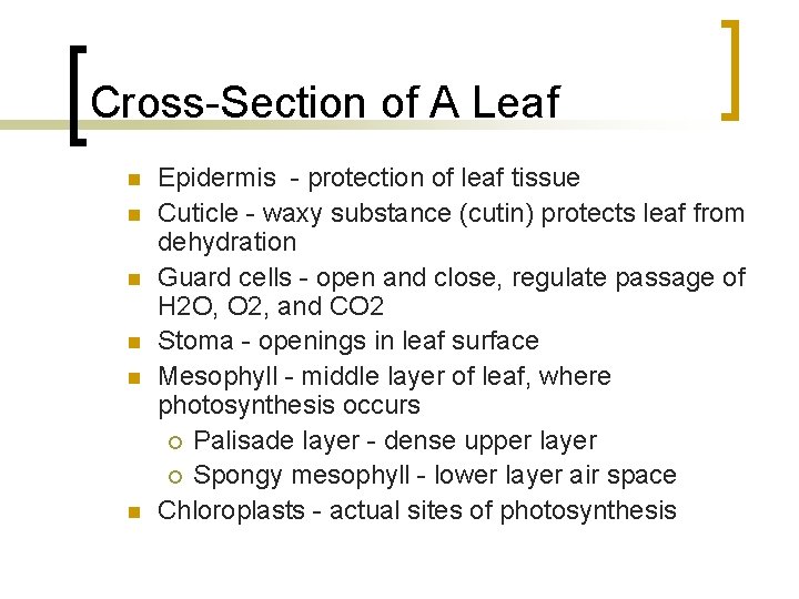 Cross-Section of A Leaf n n n Epidermis - protection of leaf tissue Cuticle