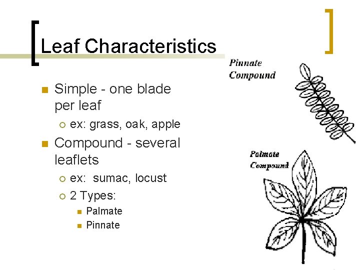 Leaf Characteristics n Simple - one blade per leaf ¡ n ex: grass, oak,