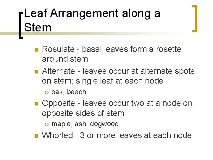 Leaf Arrangement along a Stem n n Rosulate - basal leaves form a rosette