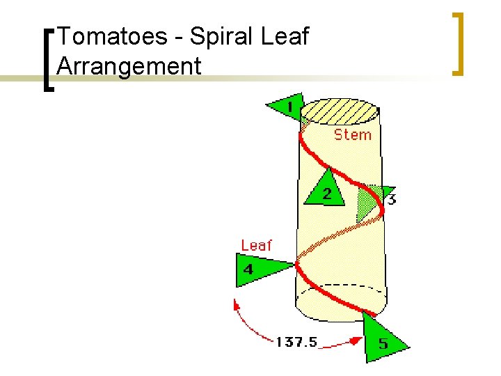 Tomatoes - Spiral Leaf Arrangement 