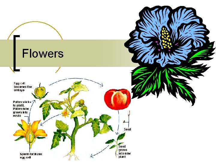 Flowers Basic Plant Parts 