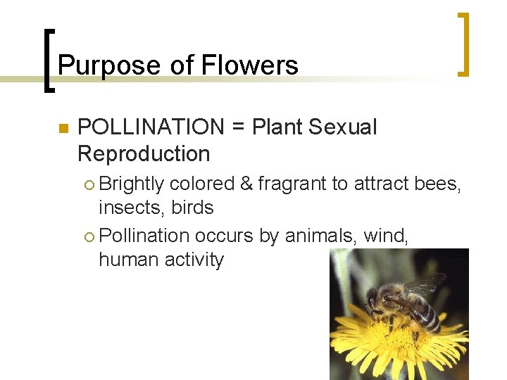 Purpose of Flowers n POLLINATION = Plant Sexual Reproduction Brightly colored & fragrant to