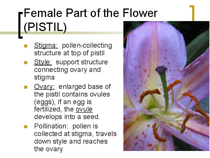 Female Part of the Flower (PISTIL) n n Stigma: pollen-collecting structure at top of