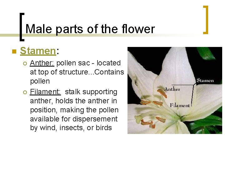 Male parts of the flower n Stamen: ¡ ¡ Anther: pollen sac - located