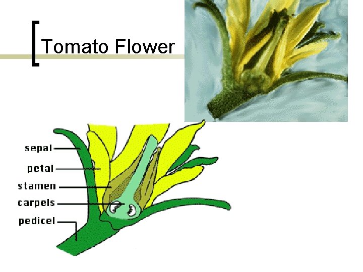 Tomato Flower 