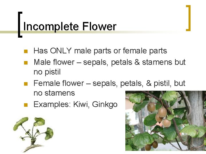 Incomplete Flower n n Has ONLY male parts or female parts Male flower –