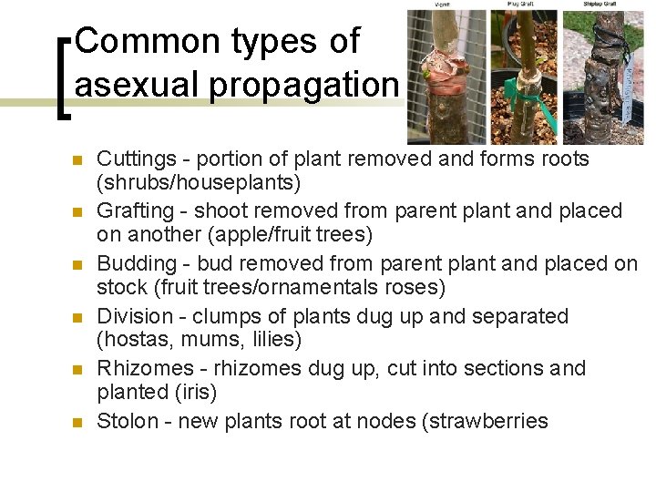 Common types of asexual propagation n n n Cuttings - portion of plant removed