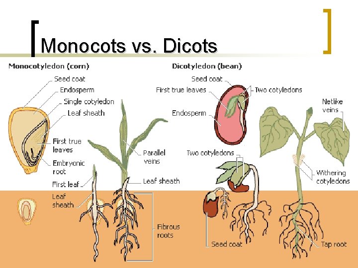 Monocots vs. Dicots 