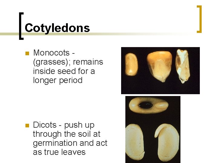 Cotyledons n Monocots - (grasses); remains inside seed for a longer period n Dicots