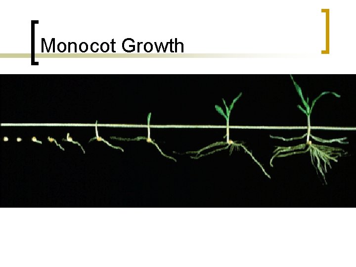 Monocot Growth 