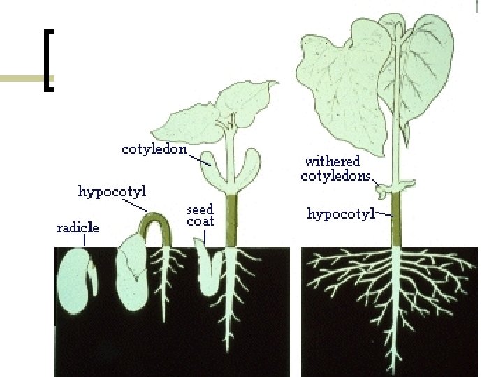 Dicot Growth 