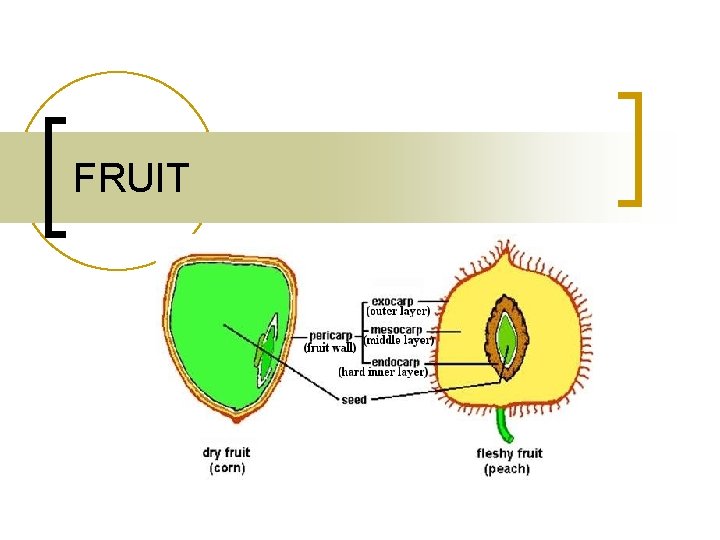 FRUIT 