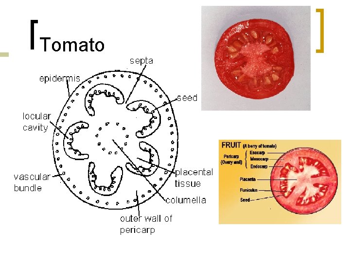 Tomato 