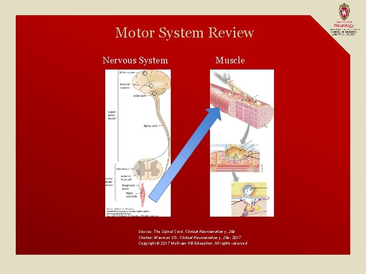 Motor System Review Nervous System Muscle Source: The Spinal Cord, Clinical Neuroanatomy, 28 e