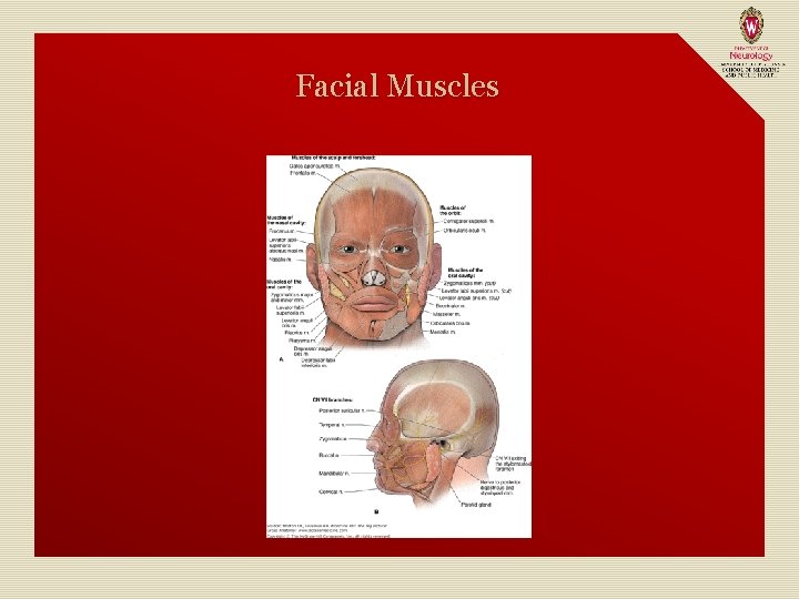 Facial Muscles 