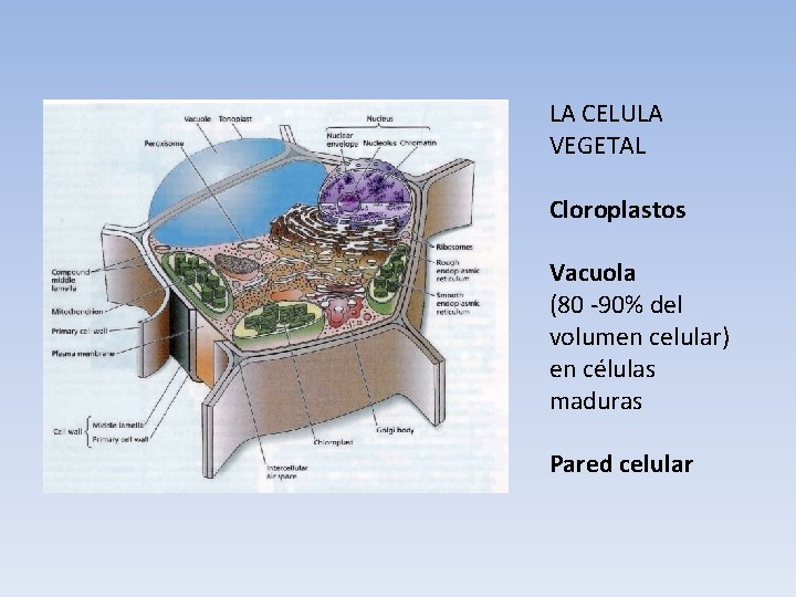 LA CELULA VEGETAL Cloroplastos Vacuola (80 -90% del volumen celular) en células maduras Pared