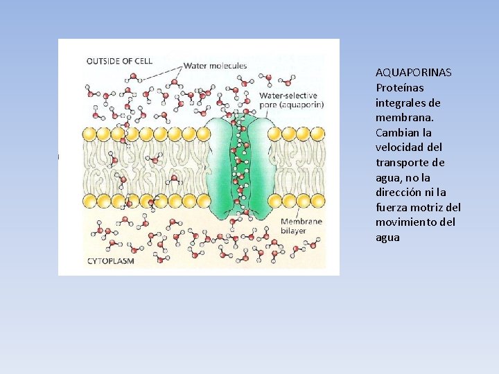 AQUAPORINAS Proteínas integrales de membrana. Cambian la velocidad del transporte de agua, no la