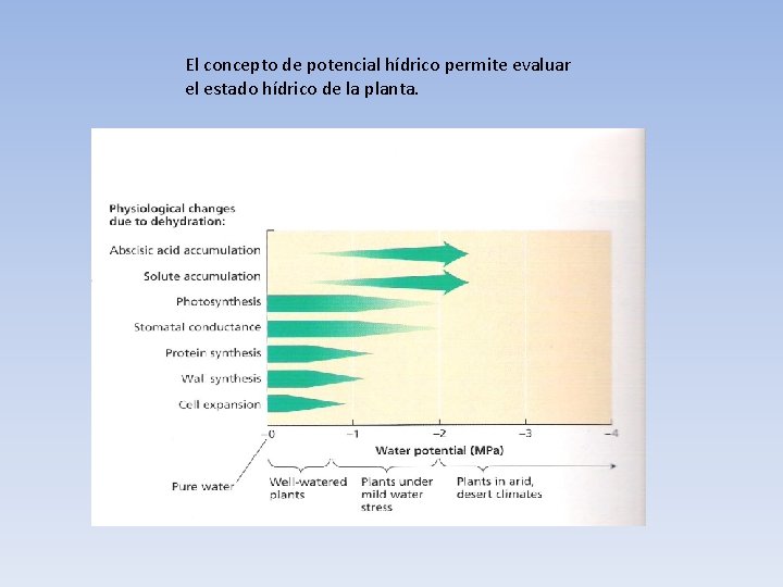 El concepto de potencial hídrico permite evaluar el estado hídrico de la planta. 