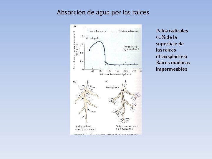 Absorción de agua por las raíces Pelos radicales 60% de la superficie de las