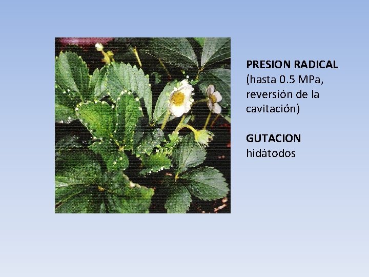 PRESION RADICAL (hasta 0. 5 MPa, reversión de la cavitación) GUTACION hidátodos 