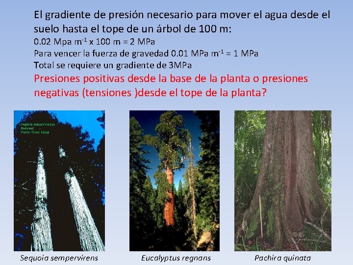 El gradiente de presión necesario para mover el agua desde el suelo hasta el