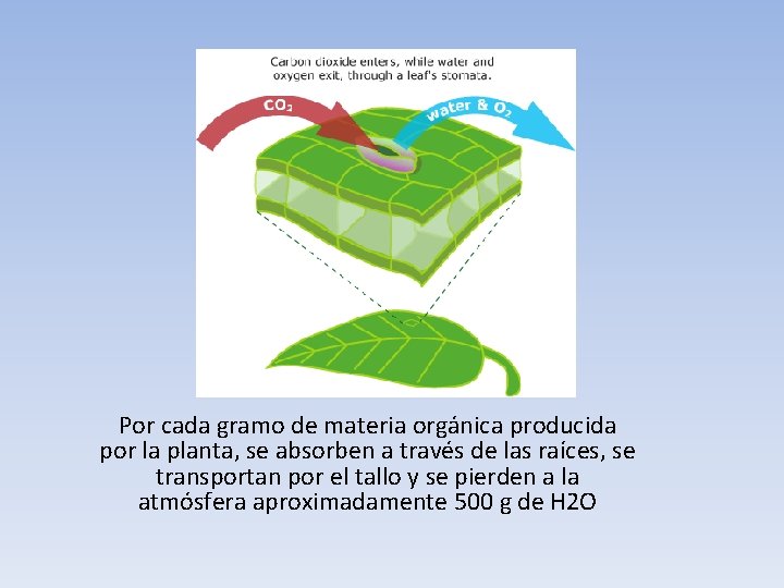 Por cada gramo de materia orgánica producida por la planta, se absorben a través